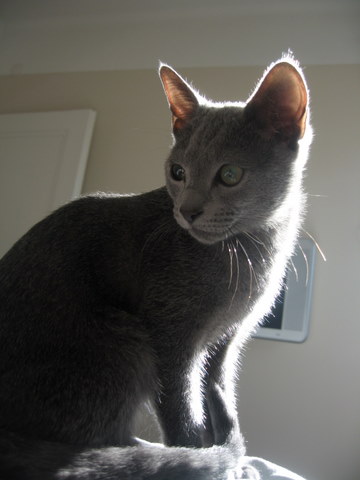 Pixel