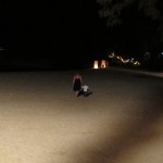 IMG_0941