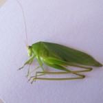 IMG_1251